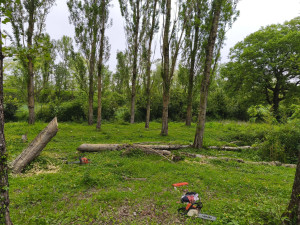 Photo de galerie - Abattage et tronçonnage d'un arbre tombé après la tempête 