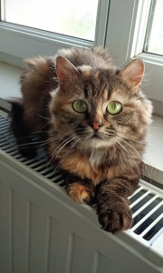 Photo de galerie - Cannelle
