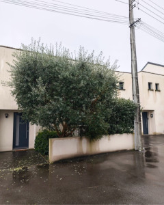 Photo de galerie - élagage d’un oliviers avant 