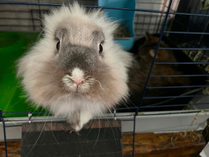 Photo de galerie - Garde animaux