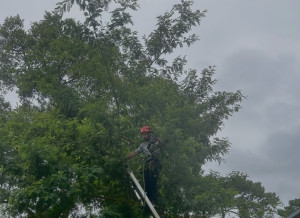 Photo de galerie - Elagage et coupe d'arbres