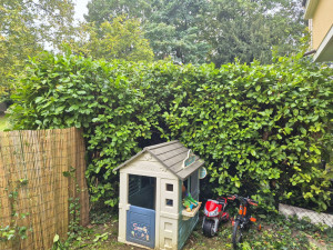 Photo de galerie - Taille de haie de jardin 