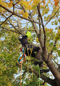 Photo de galerie - Elagage et coupe d'arbres