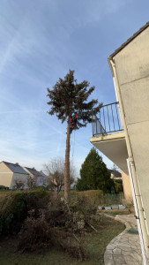 Photo de galerie - Démontage d'un sapin dangereux 