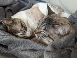 Photo de galerie - Garde animaux