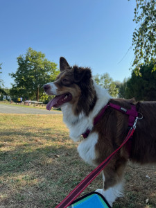 Photo de galerie - Garde chien