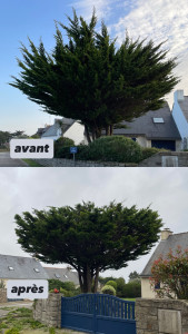 Photo de galerie - Elagage et coupe d'arbres
