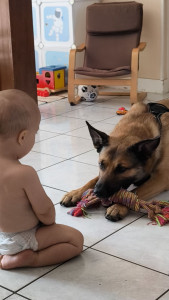 Photo de galerie - Petite journée d'adaptation pour des futures vacances  pour le beau Stark malinois 