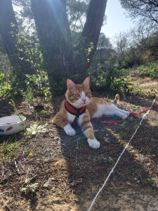 Photo de galerie - Promenade de mon chat