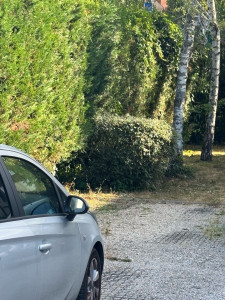 Photo de galerie - Haie et arbustes 
