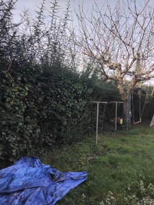 Photo de galerie - Taille  d'un  haie 