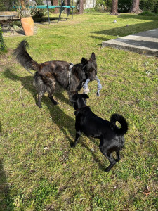 Photo de galerie - Ici c'est 100% jeux, câlins et croquettes !