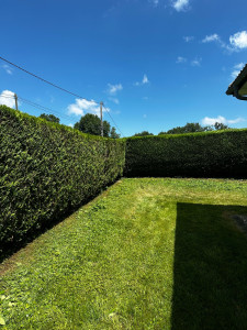 Photo de galerie - Taille de haie