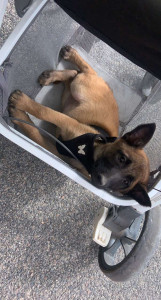Photo de galerie - Garde d'un chiot malinois ? petite balade avec les enfants mais madame finis en bas de la poussette pour finir la balade ?? très dur la balade ?☺️