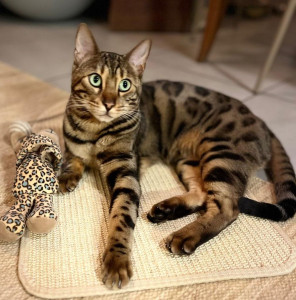 Photo de galerie - Chat déjà gardé 