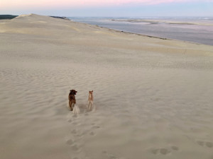 Photo de galerie - Promenade chien 