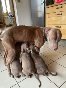 Photo de galerie - Garde chien