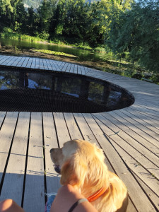Photo de galerie - Garde chien