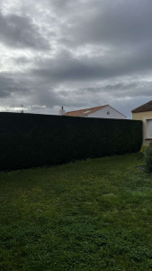 Photo de galerie - Taille de haies après 
