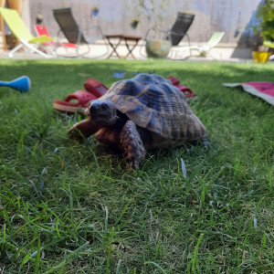 Photo de galerie - Je garde tout type d'animaux 