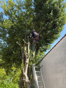 Photo de galerie - Elagage et coupe d'arbres