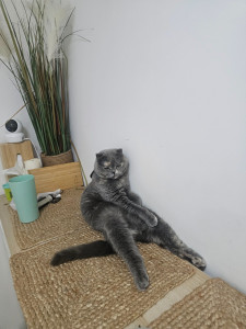 Photo de galerie - Garde chat