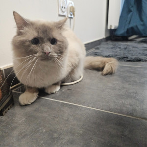 Photo de galerie - Garde chat