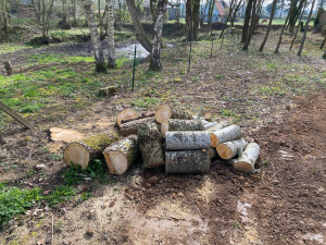 Photo de galerie - Abbatage et débitage d’arbres 