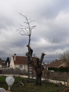 Photo de galerie - Abattage d'un arbre 