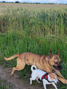 Photo de galerie - En balade avec une copine à mon chien 