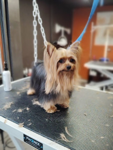 Photo de galerie - Premier toilettage avec moi pour Choupette, un amour !