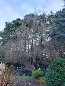 Photo de galerie - Saule pleureur avant la taille