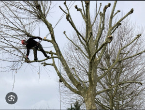 Photo de galerie - Elagage et coupe d'arbres
