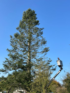 Photo de galerie - Remise à niveau de la hauteur de sapin 