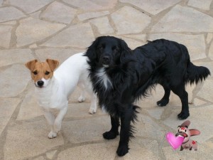 Photo de galerie - Mes chiens Oddy et Luigi 6 et 7 ans 