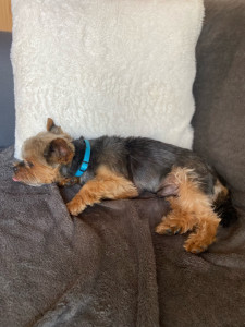 Photo de galerie - Garde chien