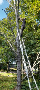 Photo de galerie - Elagage et coupe d'arbres