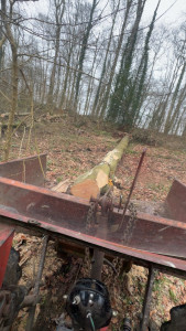 Photo de galerie - Elagage et coupe d'arbres