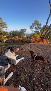 Photo de galerie - Promenades adaptées à vos animaux 