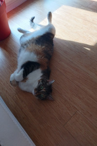 Photo de galerie - Ma dernière minette chez moi 