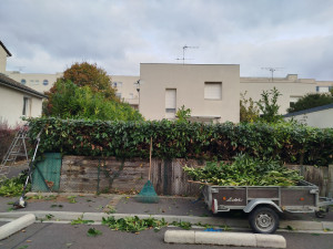 Photo de galerie - Petit rabattage haies de laurier 