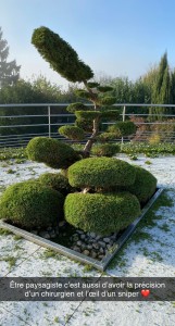 Photo de galerie - Taille d’un juniperus en art topiaire 