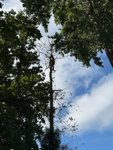 Photo de galerie - Elagage et coupe d'arbres