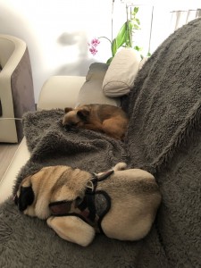 Photo de galerie - Deux chiens adorables à garder 