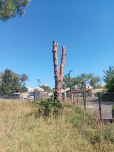 Photo de galerie - Elagages d’arbres