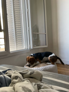 Photo de galerie - Voici mon chien de 1 ans qui s’appelle pucci