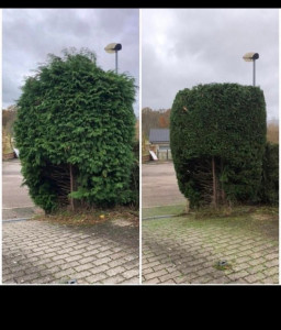 Photo de galerie - Taille de haies 