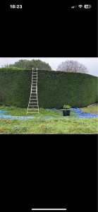 Photo de galerie - Taille de haies et d'arbustes