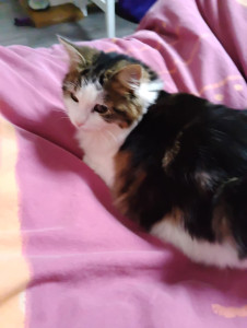 Photo de galerie - Garde de chat