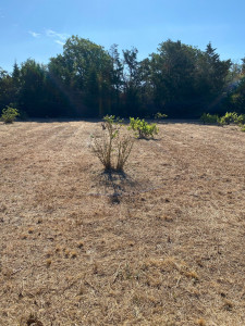 Photo de galerie - Débroussaillage d’un grand champ au tracteur girobroyeur, l’herbe était plus haute que moi?